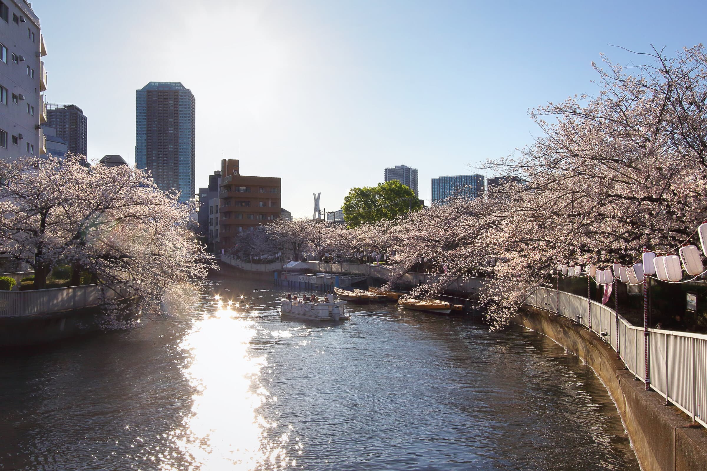 大横川沿いの桜と水辺の風景