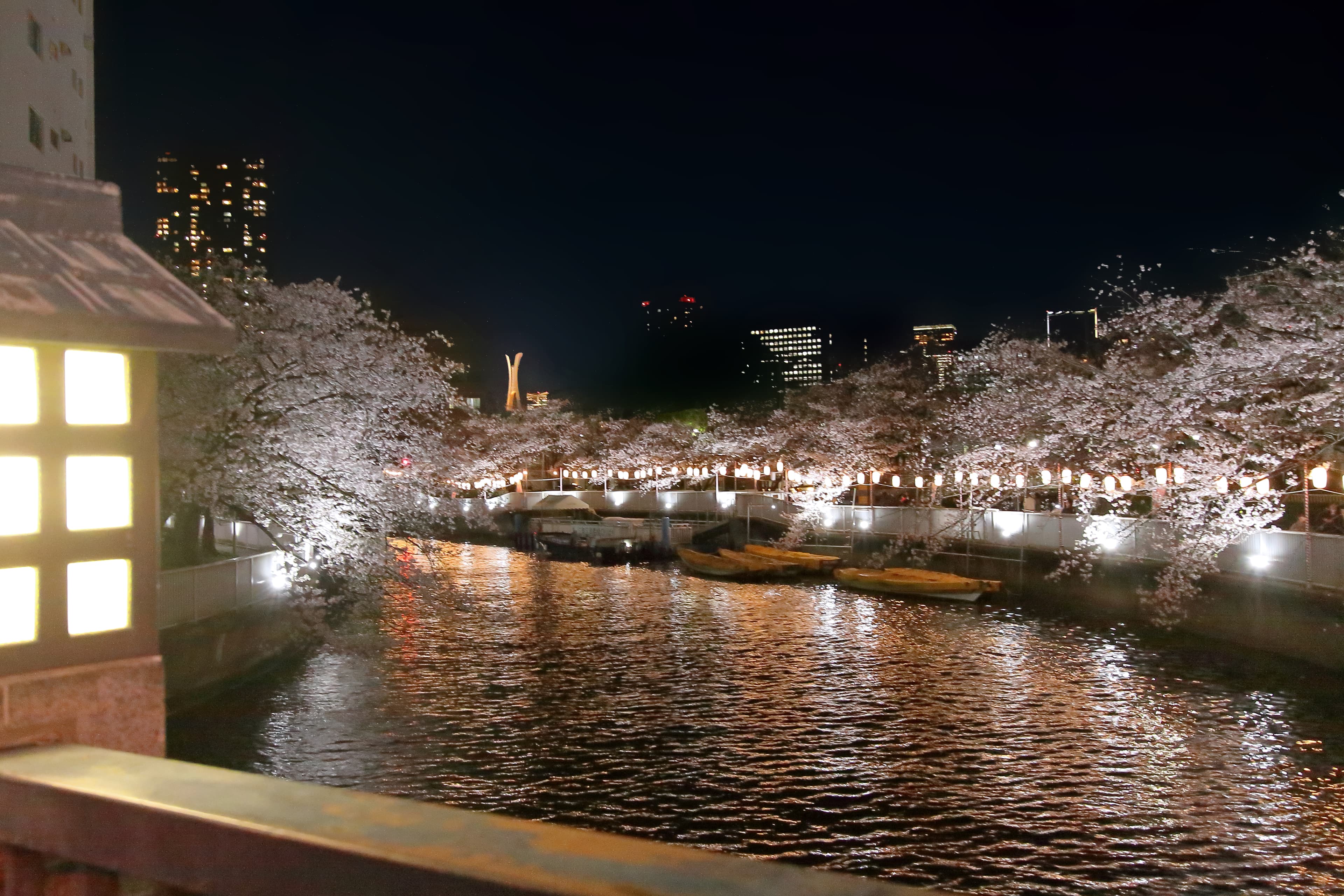 大横川沿いの夜桜